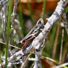Macrotona sp. (genus) (Macrotona grasshopper) at Edrom, NSW - 14 Mar 2018 by RossMannell