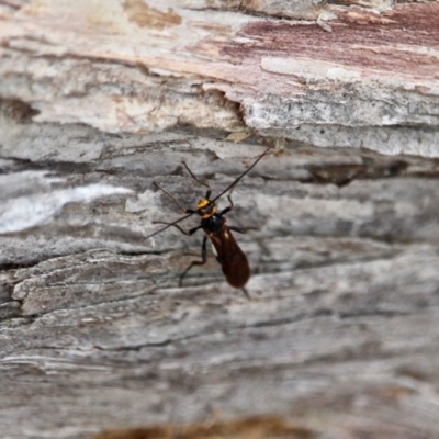 Braconidae (family) (Unidentified braconid wasp) at Edrom, NSW - 14 Mar 2018 by RossMannell