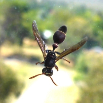 Ropalidia plebeiana (Small brown paper wasp) at Reid, ACT - 3 Mar 2018 by JanetRussell