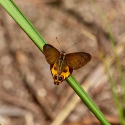 Hypocysta metirius (Brown Ringlet) at Edrom, NSW - 14 Mar 2018 by RossMannell