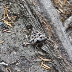 Dichromodes longidens (Toothed Heath Moth) at Edrom, NSW - 14 Mar 2018 by RossMannell