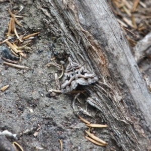 Dichromodes longidens at Edrom, NSW - 14 Mar 2018 05:13 PM