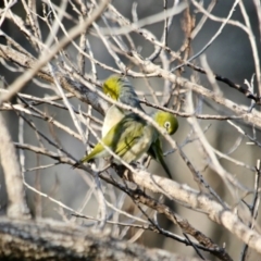 Zosterops lateralis (Silvereye) at Edrom, NSW - 14 Mar 2018 by RossMannell