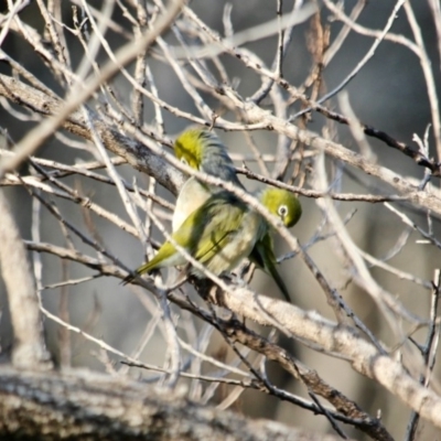 Zosterops lateralis (Silvereye) at Edrom, NSW - 13 Mar 2018 by RossMannell