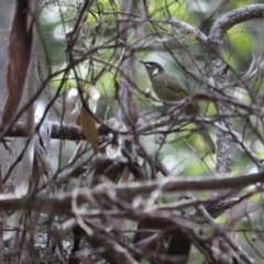 Meliphaga lewinii (Lewin's Honeyeater) at Edrom, NSW - 14 Mar 2018 by RossMannell