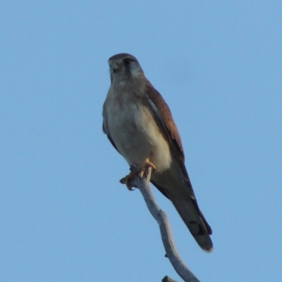 Falco cenchroides (Nankeen Kestrel) at Rob Roy Spring 2(F) - 28 Feb 2018 by MichaelBedingfield
