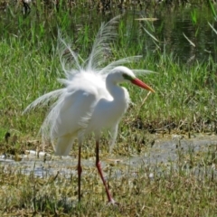 Ardea plumifera (Plumed Egret) at Fyshwick, ACT - 14 Jan 2017 by RodDeb