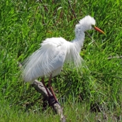 Ardea plumifera at Fyshwick, ACT - 14 Jan 2017 02:45 PM