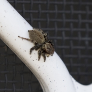 Maratus griseus at Higgins, ACT - 17 Mar 2018