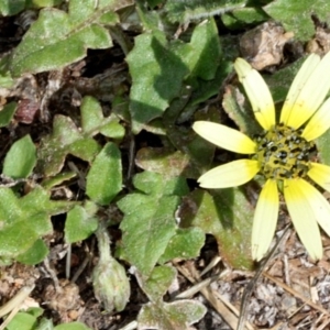 Arctotheca calendula at Lyneham, ACT - 12 Nov 2017 09:22 AM