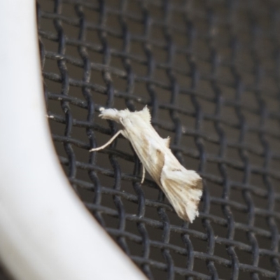 Heliocosma argyroleuca (A tortrix or leafroller moth) at Higgins, ACT - 17 Mar 2018 by Alison Milton