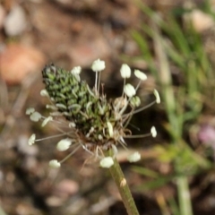 Plantago lanceolata (Ribwort Plantain, Lamb's Tongues) at Lyneham, ACT - 11 Nov 2017 by PeteWoodall