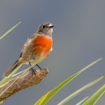 Petroica boodang (Scarlet Robin) at Booth, ACT - 15 Mar 2018 by ajc