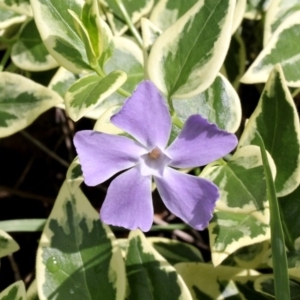 Vinca major at O'Connor, ACT - 12 Nov 2017 09:23 AM