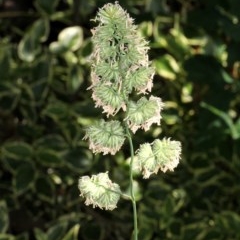 Dactylis glomerata (Cocksfoot) at Lyneham, ACT - 11 Nov 2017 by PeteWoodall