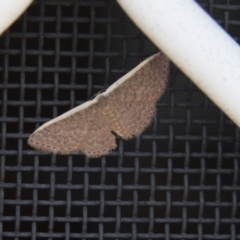 Idaea costaria (White-edged Wave) at Higgins, ACT - 17 Mar 2018 by AlisonMilton