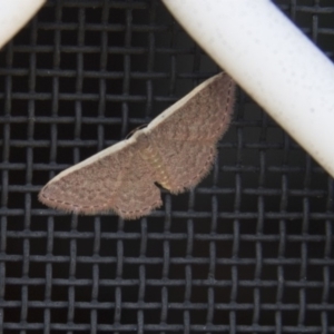 Idaea costaria at Higgins, ACT - 17 Mar 2018