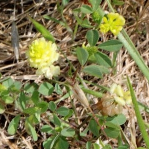 Trifolium campestre at O'Connor, ACT - 12 Nov 2017 09:24 AM