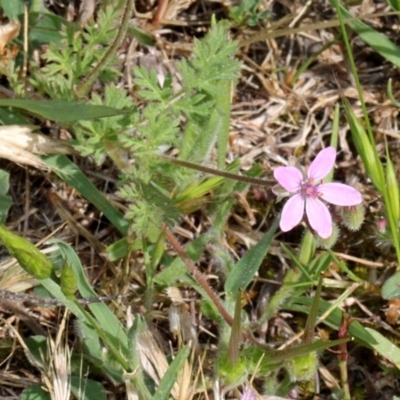 Erodium cicutarium (Common Storksbill, Common Crowfoot) at O'Connor, ACT - 11 Nov 2017 by PeteWoodall