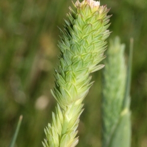 Phalaris aquatica at O'Connor, ACT - 12 Nov 2017