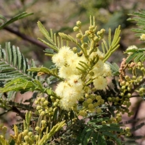 Acacia mearnsii at O'Connor, ACT - 12 Nov 2017