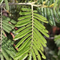 Acacia mearnsii at O'Connor, ACT - 12 Nov 2017