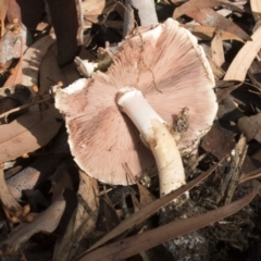 Agaricus sp. (Agaricus) at Acton, ACT - 16 Mar 2018 by AlisonMilton