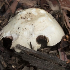 Agaricus sp. at Acton, ACT - 16 Mar 2018 10:09 AM