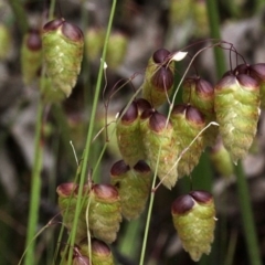 Briza maxima (Quaking Grass, Blowfly Grass) at O'Connor, ACT - 12 Nov 2017 by PeteWoodall