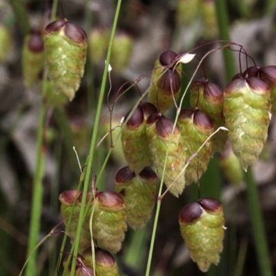 Briza maxima (Quaking Grass, Blowfly Grass) at O'Connor, ACT - 11 Nov 2017 by PeteWoodall