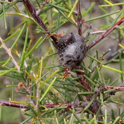 Hakea decurrens subsp. decurrens (Bushy Needlewood) at O'Connor, ACT - 11 Nov 2017 by PeteWoodall