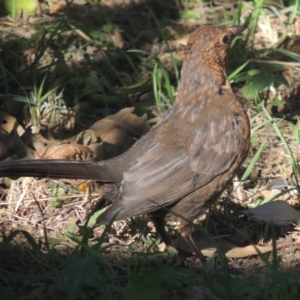 Turdus merula at Tennent, ACT - 8 Mar 2018