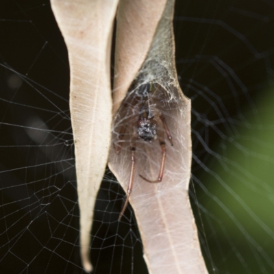 Phonognatha graeffei (Leaf Curling Spider) at ANBG - 15 Mar 2018 by Alison Milton