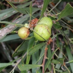 Trichilogaster sp. (genus) (Acacia gall wasp) at O'Connor, ACT - 11 Nov 2017 by PeteWoodall