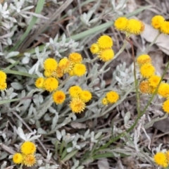 Chrysocephalum apiculatum (Common Everlasting) at O'Connor, ACT - 11 Nov 2017 by PeteWoodall