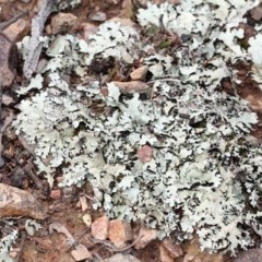 Parmeliaceae (family) (A lichen family) at O'Connor, ACT - 12 Nov 2017 by PeteWoodall