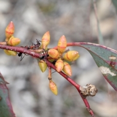 Eucalyptus mannifera (Brittle Gum) at O'Connor, ACT - 11 Nov 2017 by PeteWoodall