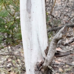 Eucalyptus mannifera at O'Connor, ACT - 12 Nov 2017 09:49 AM