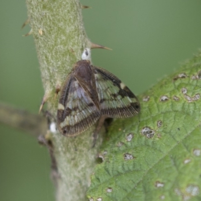 Scolypopa australis (Passionvine hopper, Fluffy bum) at Acton, ACT - 16 Mar 2018 by AlisonMilton