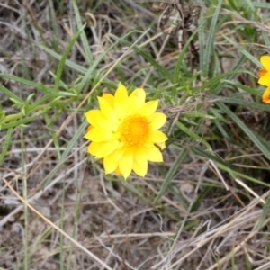 Xerochrysum viscosum at O'Connor, ACT - 12 Nov 2017