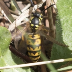 Vespula germanica (European wasp) at Fyshwick, ACT - 16 Mar 2018 by Alison Milton