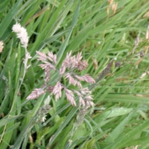 Holcus lanatus at O'Connor, ACT - 12 Nov 2017