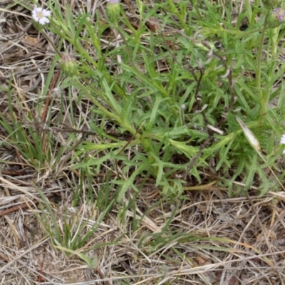 Vittadinia muelleri (Narrow-leafed New Holland Daisy) at O'Connor, ACT - 11 Nov 2017 by PeteWoodall