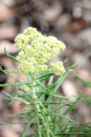 Cassinia longifolia at Lyneham, ACT - 12 Nov 2017