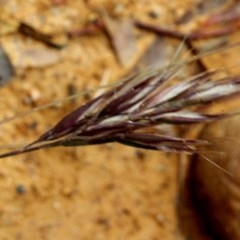 Rytidosperma (genus) (Wallaby Grass) at Lyneham, ACT - 12 Nov 2017 by PeteWoodall