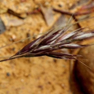 Rytidosperma sp. (Wallaby Grass) at Lyneham, ACT - 11 Nov 2017 by PeteWoodall