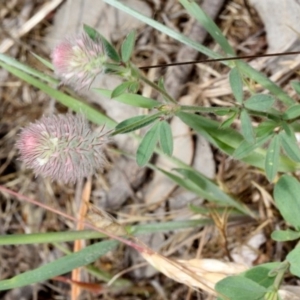 Trifolium arvense var. arvense at Lyneham, ACT - 12 Nov 2017 10:17 AM