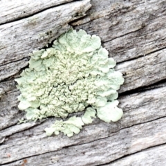 Parmeliaceae (family) (A lichen family) at Lyneham, ACT - 11 Nov 2017 by PeteWoodall