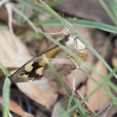 Heteronympha merope (Common Brown Butterfly) at Jerrabomberra Wetlands - 16 Mar 2018 by Alison Milton