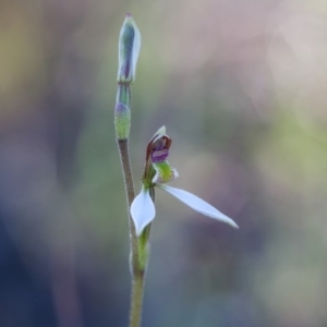 Eriochilus cucullatus at Murrumbateman, NSW - 17 Mar 2018